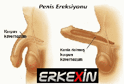 ereksiyon nasıl oluşur